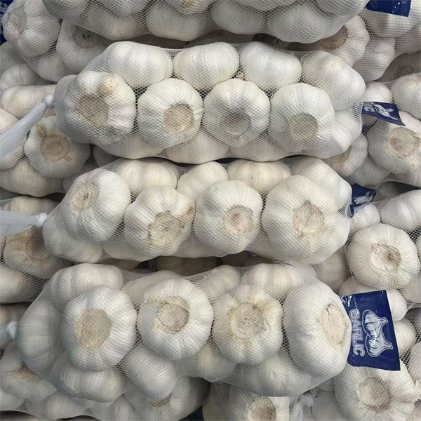 The Head Of Garlic